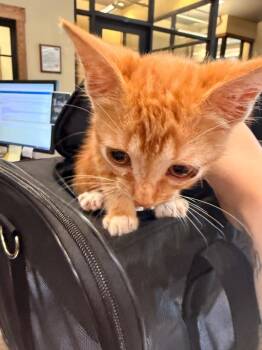 Found Animal 374 -  Domestic Short Hair Cat for Adoption in Douglasville, Georgia - Found Animal 374 | PetCurious