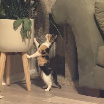 Poppy -  Domestic Short Hair Cat for Adoption in Carmel, Indiana - Poppy | PetCurious