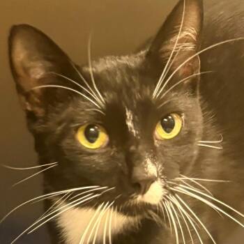 Pierre -  Domestic Short Hair Cat for Adoption in East Hanover, New Jersey - Pierre | PetCurious