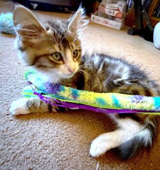 HANA - BONDED WITH TIGER -  Domestic Medium Hair Cat for Adoption in Fremont, California - HANA - BONDED WITH TIGER | PetCurious