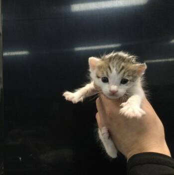 Domestic Short Hair Cats Available for Adoption in Thousand Palms, California - BABY BOY | PetCurious