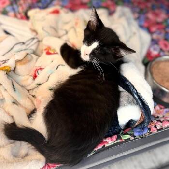 Cora -  Domestic Short Hair Cat for Adoption in Portage, Michigan - Cora | PetCurious