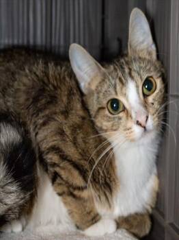 SALMON #4 -  Domestic Short Hair Cat for Adoption in Boston, Massachusetts - SALMON #4 | PetCurious