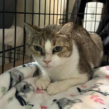 Amy -  Domestic Short Hair Cat for Adoption in Buffalo, New York - Amy | PetCurious