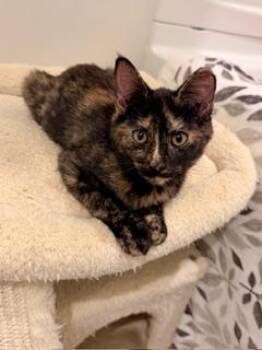 Autumn -  Tortoiseshell and Domestic Short Hair Cat for Adoption in Waxhaw, North Carolina - Autumn | PetCurious
