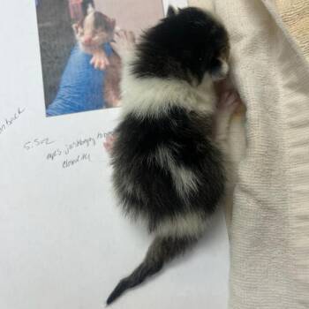 Domestic Short Hair Cats Available for Adoption in Charlottesville, Virginia - Marshmallow Peeps | PetCurious
