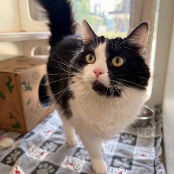 Skelly -  Domestic Short Hair Cat Available for Adoption in Truckee, California - Skelly | PetCurious