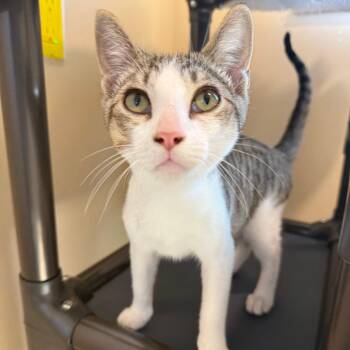 Crisp -  Domestic Short Hair Cat for Adoption in Agoura Hills, California - Crisp | PetCurious