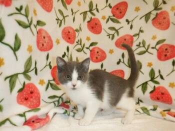 SHARON -  Domestic Short Hair Cat for Adoption in San Jose, California - SHARON | PetCurious