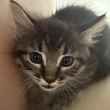 Xena -  Domestic Short Hair Cat for Adoption in Las Cruces, New Mexico - Xena | PetCurious