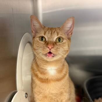 Domestic Short Hair Cats Available for Adoption - Pumpkin | PetCurious