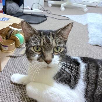 Jazz Man -  Domestic Short Hair and Mixed Breed Cat for Adoption in Philadelphia, Pennsylvania - Jazz Man | PetCurious