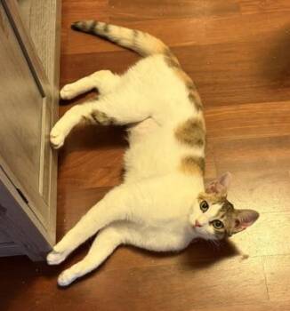 French Fry -  Domestic Short Hair Cat for Adoption in Eugene, Oregon - French Fry | PetCurious