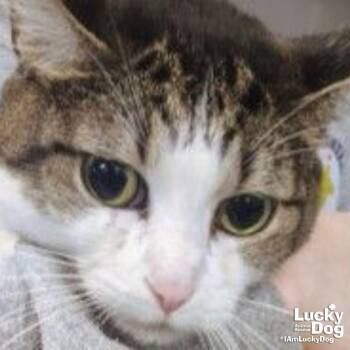 Domestic Short Hair Cats Available for Adoption - Spike | PetCurious