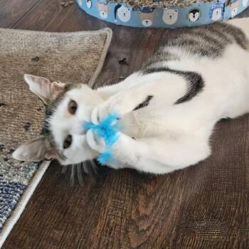 Domestic Short Hair Cats Available for Adoption in Danville, Illinois - Zero | PetCurious
