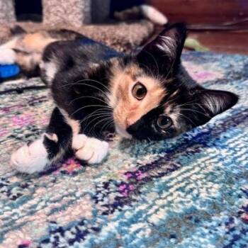 Leia -  Domestic Short Hair Cat for Adoption in Green Bay, Wisconsin - Leia | PetCurious