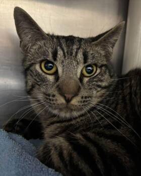 Domestic Short Hair Cats Available for Adoption - Alejandro "Alex:" Not At Shelter (Lindsey) | PetCurious