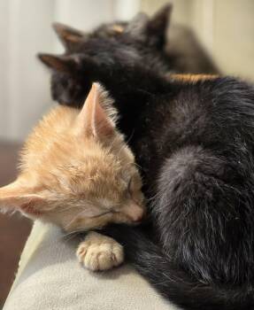 Pringle -  Domestic Short Hair Cat for Adoption - Pringle | PetCurious