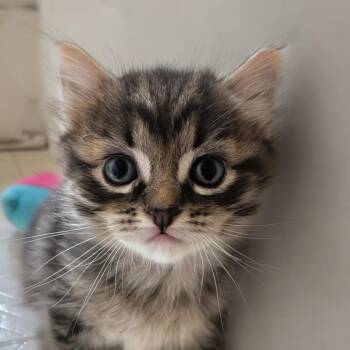 Colonel Columbidae -  Domestic Short Hair Cat for Adoption in Baltimore, Maryland - Colonel Columbidae | PetCurious