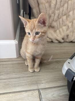 Tabby Cats Available for Adoption in Albuquerque, New Mexico - Kareo | PetCurious