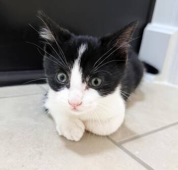 Dr. Seuss -  Domestic Short Hair Cat for Adoption in Nashville, Tennessee - Dr. Seuss | PetCurious