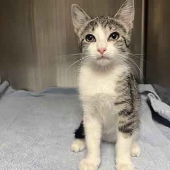 Domestic Short Hair Cats Available for Adoption - Rain | PetCurious