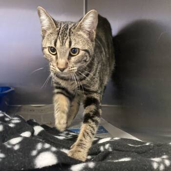 Rescue Domestic Short Hair Cats for Adoption in Galveston, Texas - Attie May | PetCurious