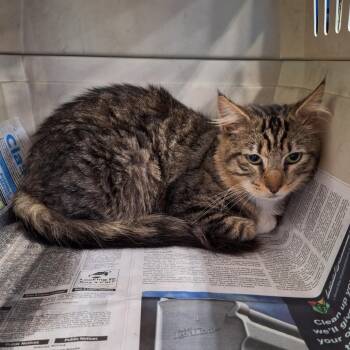 Snickers -  Domestic Medium Hair Cat Available for Adoption in Montgomery, Alabama - Snickers | PetCurious