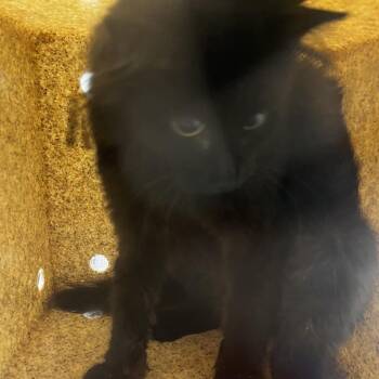 72689 -  Domestic Short Hair Cat for Adoption in Harrisonburg, Virginia - 72689 | PetCurious