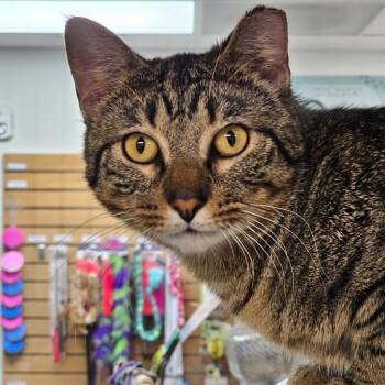 Domestic Short Hair Cats Available for Adoption in Seattle, Washington - Stumpy | PetCurious