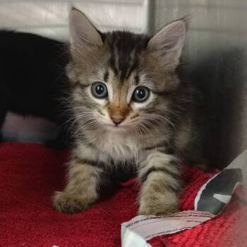 Domestic Medium Hair Cats Available for Adoption in Vieques, Vieques - Fanny | PetCurious
