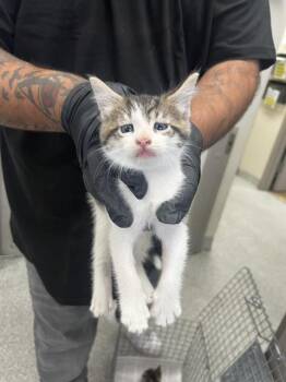 Domestic Short Hair Cats Available for Adoption in Pasadena, Texas - GRUMPY | PetCurious