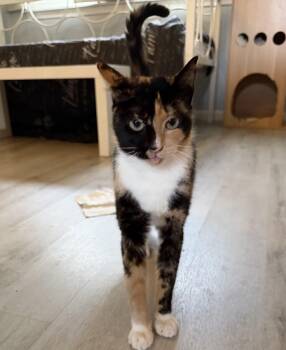 Janey -  Domestic Short Hair Cat for Adoption in Bellmawr, New Jersey - Janey | PetCurious