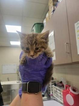 Brenna -  Domestic Short Hair Cat for Adoption in Fishers, Indiana - Brenna | PetCurious