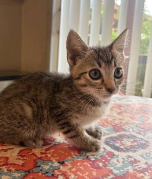 Serena -  Domestic Short Hair Cat for Adoption in Green Valley, Arizona - Serena | PetCurious