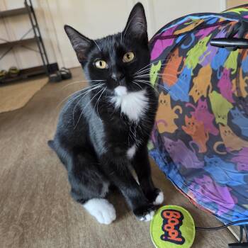 Cedar -  Domestic Short Hair Cat for Adoption in Rossville, Georgia - Cedar | PetCurious