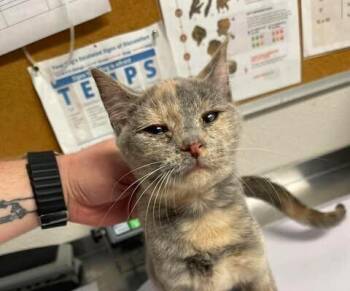 Eris -  Domestic Short Hair Cat for Adoption in Bolivar, Missouri - Eris | PetCurious