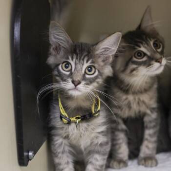 Tiger -  Domestic Short Hair Cat for Adoption in Los Angeles, California - Tiger | PetCurious