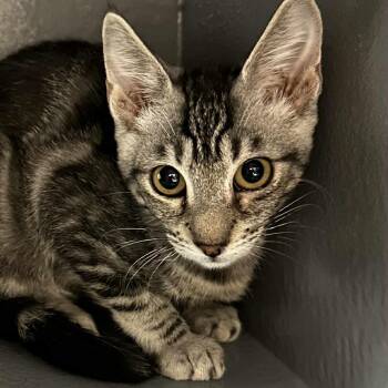 Rescue Domestic Short Hair Cats for Adoption in Antioch, California - Layla | PetCurious