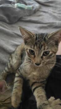 Princess Consuela Banana Hammock -  Calico and Tabby Cat for Adoption in Dallas, Texas - Princess Consuela Banana Hammock | PetCurious