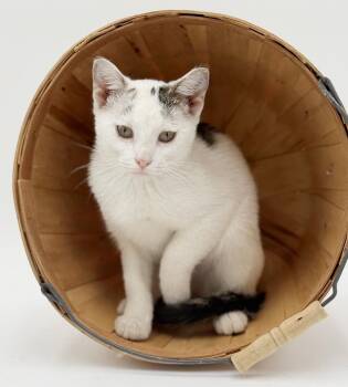Turkish Van Cats Available for Adoption - Polka Is Teeny Tiny Adorableness!    | PetCurious