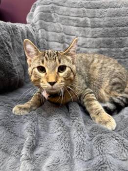 Vini -  Domestic Short Hair Cat for Adoption in Alexandria, Minnesota - Vini | PetCurious