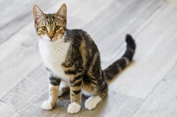 Penny -  American Shorthair and Tabby Cat for Adoption in Lampasas, Texas - Penny | PetCurious