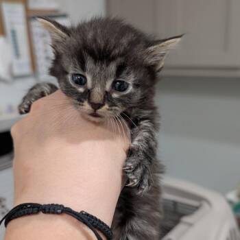 American Shorthair Cats Available for Adoption in Buchanan Dam, Texas - Bottle Baby 4 | PetCurious