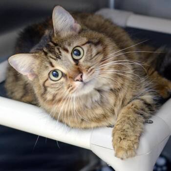 Olive (FIV positive) -  Domestic Medium Hair and Tiger Cat for Adoption in Sanford, Florida - Olive (FIV Positive) | PetCurious