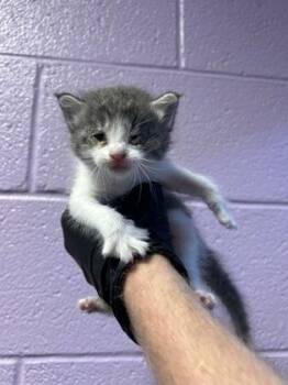 61519642 -  Domestic Short Hair Cat for Adoption in El Paso, Texas - 61519642 | PetCurious