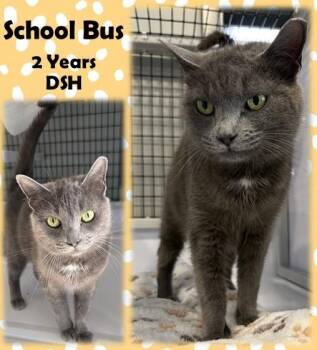 Domestic Short Hair Cats Available for Adoption in Franklin, Indiana - School Bus | PetCurious