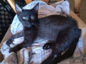 Domestic Short Hair Cats Available for Adoption in Tucson, Arizona - Garnet 3 | PetCurious