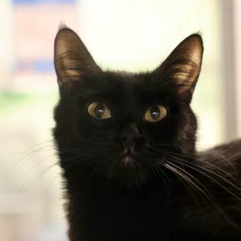 Domestic Short Hair Cats Available for Adoption in Briarcliff Manor, New York - Bailey | PetCurious