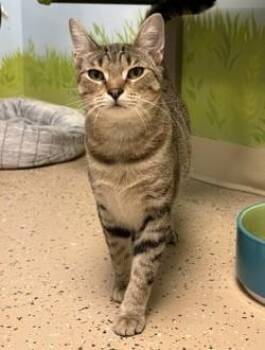 Livia -  Domestic Short Hair Cat for Adoption in Norwalk, Connecticut - Livia | PetCurious